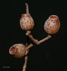 Attēlu rezultāti vaicājumam “Corydalis intermedia fruit”