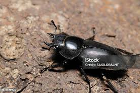 Attēlu rezultāti vaicājumam “Korynetes caeruleus”