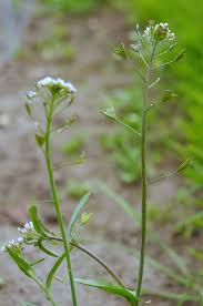 Attēlu rezultāti vaicājumam “Capsella bursa-pastoris flower”