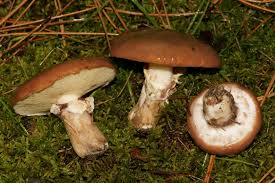 Attēlu rezultāti vaicājumam “Suillus luteus”