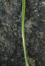 Attēlu rezultāti vaicājumam “Cladium mariscus bud”