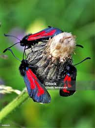 Attēlu rezultāti vaicājumam “Zygaena filipendulae”