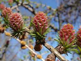 Attēlu rezultāti vaicājumam “Larix decidua flower”