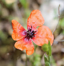 Attēlu rezultāti vaicājumam “Papaver argemone leaf”