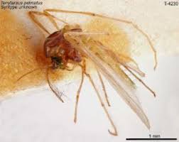 Attēlu rezultāti vaicājumam “Tanytarsus”