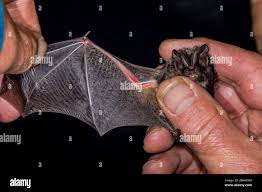 Attēlu rezultāti vaicājumam “Barbastella barbastellus”