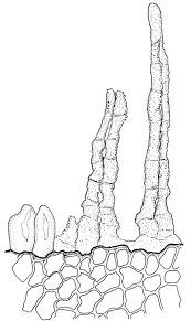 Attēlu rezultāti vaicājumam “Bryoerythrophyllum recurvirostrum sporophyte”