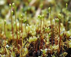 Attēlu rezultāti vaicājumam “Bryum neodamense”