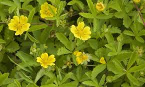 Attēlu rezultāti vaicājumam “Potentilla argentea fruit”