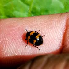 Attēlu rezultāti vaicājumam “Diaperis boleti imago”