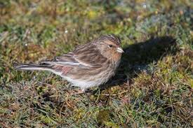 Image result for twite photo