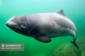 Image result for Phocoena phocoena