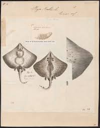 Image result for Dipturus batis