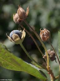 Attēlu rezultāti vaicājumam “Rubus caesius flower”
