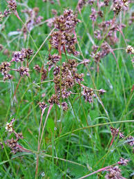Attēlu rezultāti vaicājumam “Luzula campestris fruit”