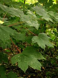 Attēlu rezultāti vaicājumam “Acer pseudoplatanus leaf”