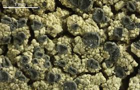 Attēlu rezultāti vaicājumam “Trapeliopsis flexuosa”