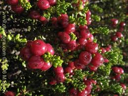 Attēlu rezultāti vaicājumam “Empetraceae”