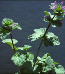 Attēlu rezultāti vaicājumam “Lamium amplexicaule leaf”