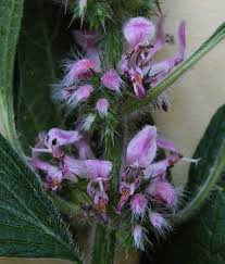 Attēlu rezultāti vaicājumam “Leonurus quinquelobatus”