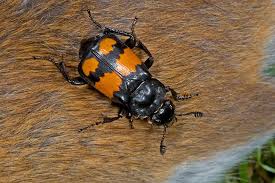 Attēlu rezultāti vaicājumam “Nicrophorus vespilloides”