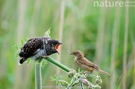 Attēlu rezultāti vaicājumam “Cuculus canorus juvenile”