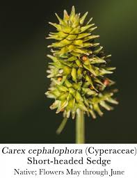 Attēlu rezultāti vaicājumam “Cyperaceae”