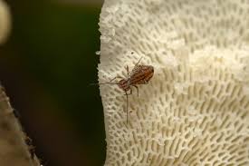 Attēlu rezultāti vaicājumam “Ptenothrix sp.”