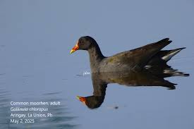 Attēlu rezultāti vaicājumam “Gallinula chloropus adult”