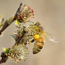 Attēlu rezultāti vaicājumam “Salix repens subsp. rosmarinifolia”