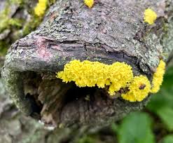 Attēlu rezultāti vaicājumam “Fuligo luteonitens macro”