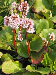 Attēlu rezultāti vaicājumam “Bergenia crassifolia flower”