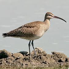 Attēlu rezultāti vaicājumam “Numenius phaeopus”