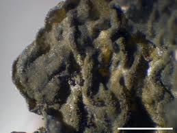 Attēlu rezultāti vaicājumam “Collema flaccidum”