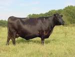 http://www.clemson.edu/edisto/beef/an-cowcalf/E435.jpg