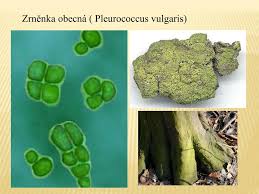 Attēlu rezultāti vaicājumam “Pleurococcus vulgaris”