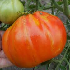 Afbeeldingsresultaat voor black elephant tomato