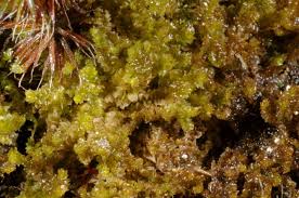 Attēlu rezultāti vaicājumam “Barbilophozia lycopodioides macro”