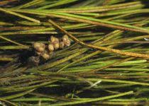 Attēlu rezultāti vaicājumam “Stuckenia filiformis flower”