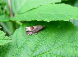 Attēlu rezultāti vaicājumam “Notocelia uddmanniana”