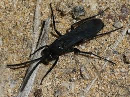 Attēlu rezultāti vaicājumam “Pompilidae”