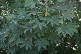 Attēlu rezultāti vaicājumam “Kalopanax septemlobus fruit”