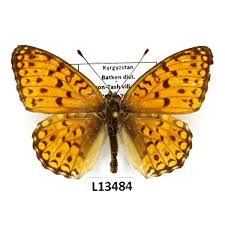 Attēlu rezultāti vaicājumam “Argynnis niobe”