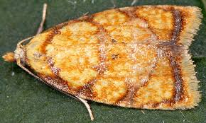 Attēlu rezultāti vaicājumam “Acleris bergmanniana”