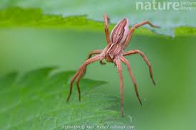 Attēlu rezultāti vaicājumam “Tibellus oblongus”