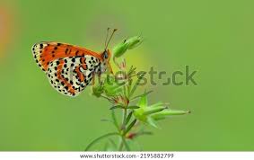 Attēlu rezultāti vaicājumam “Melitaea didyma male”