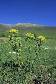 Attēlu rezultāti vaicājumam “Euphorbia cyparissias”