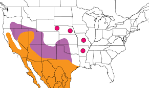 Attēlu rezultāti vaicājumam “Vacciniina optilete underside”