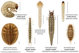 Attēlu rezultāti vaicājumam “larva”