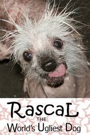 Image result for ugliest dog